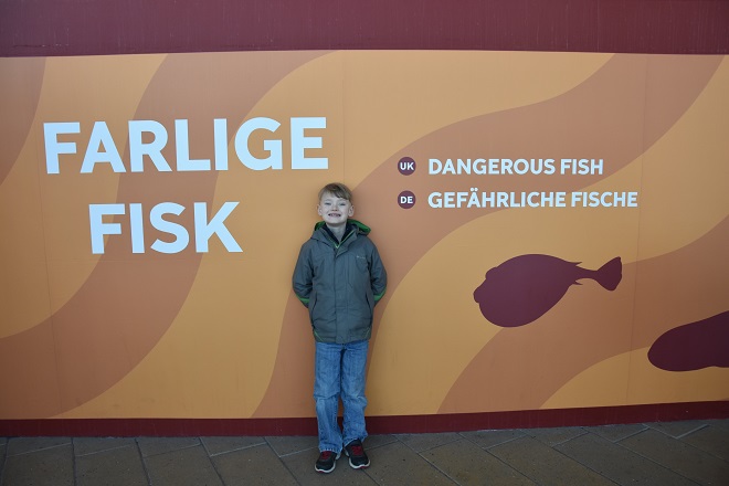 dangerous fish at kattegatcentret aquarium in denmark