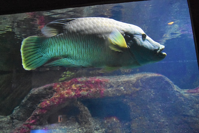 finding nemo, big fish with a tiny voice, at kattegatcentret aquarium in denmark