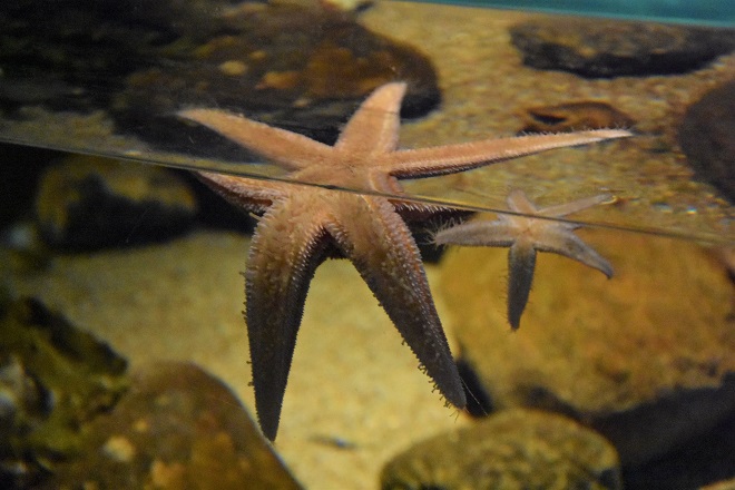 finding nemo, peach the starfish, at kattegatcentret aquarium in Denmark