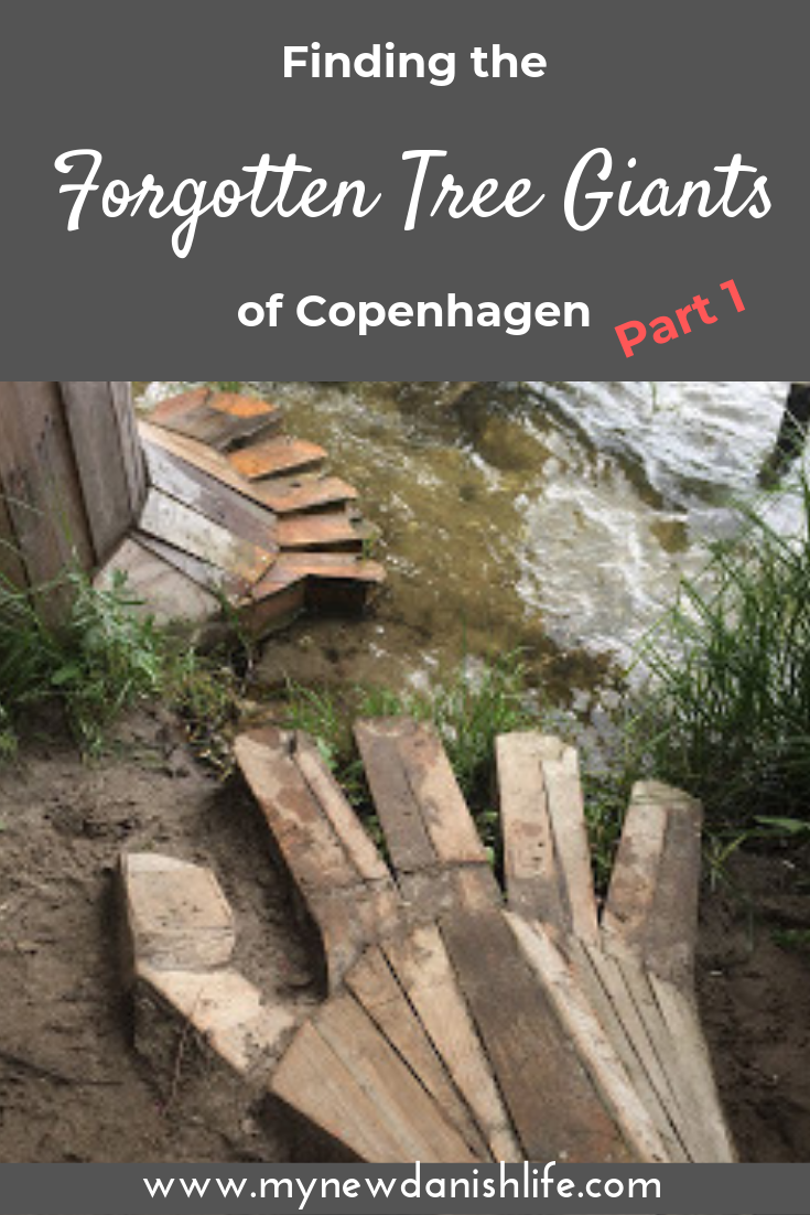 Pinterest pin to the Forgotten Tree Giants of Copenhagen (mynewdanishlife)