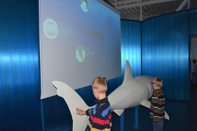 interactive shark at Kattegatcentret Aquarium in Grenaa Denmark