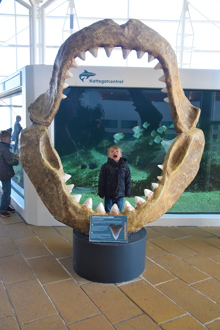 big fish teeth at kattegatcentret aquarium in grenaa denmark