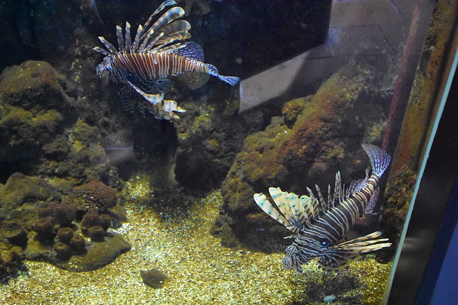 poisonous puffer fish at kattegatcentret aquarium in grenaa denmark