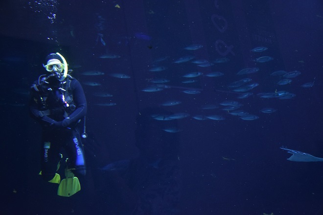 scuba diver at kattegatcentret aquarium in denmark