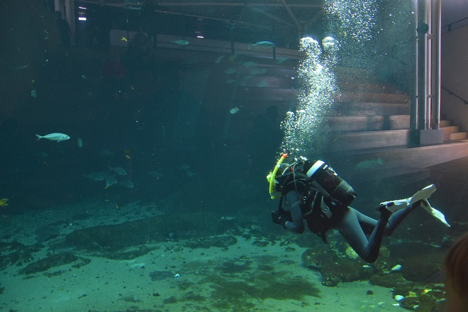 scuba diver tank at kattegatcentret aquarium in denmark