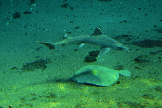 sharks and stingrays at kattegatcentret aquarium in grenaa denmark
