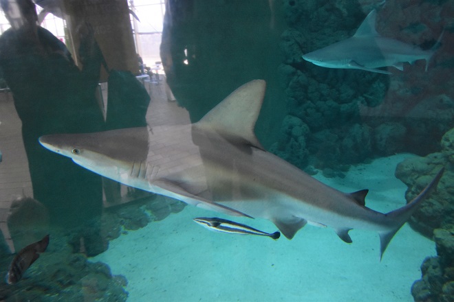 sharks at kattegatcentret aquarium in grenaa denmark
