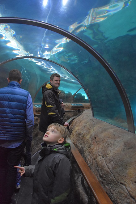 tunnel under the shark tank at kattegatcentret aquarium in denmark