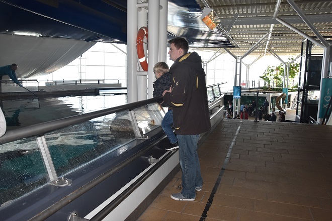 watching them feed the sharks at kattegatcentret aquarium in grenaa denmark