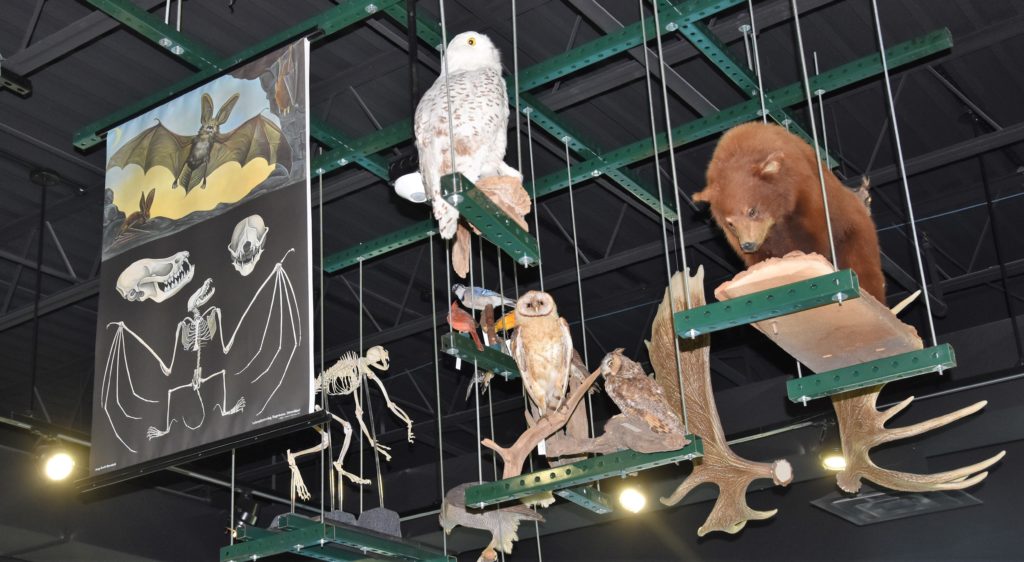 10 Reasons to Visit the Burpee Natural History Museum in Rockford