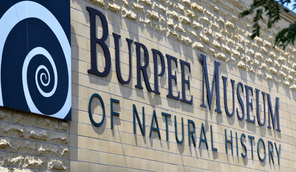 10 Reasons to Visit the Burpee Natural History Museum in Rockford