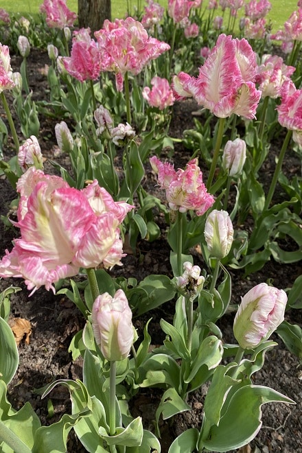 Cabanna Tulips at Gavnø Slots Tulip Festival in Denmark