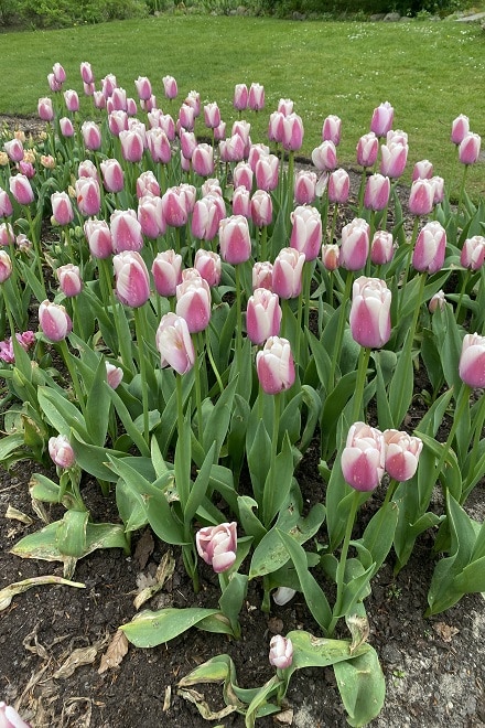 Coral Pride Tulips at Denmarks Largest Tulip Festival at Gavnø Slot