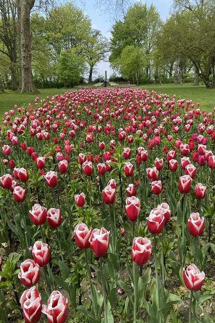 DeDijk Tulips at the Gavnø Slot during the Tulip Festival in Denmark