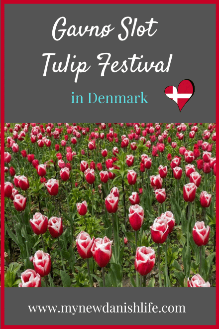 Gavno-Slot-Tulip-Festival-in-Denmark Pinterest Pin (Denmarks largest and oldest tulip festival)