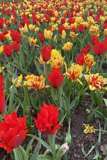 Monsella tulips at Denmarks Tulipfestival at Gavnø Slot