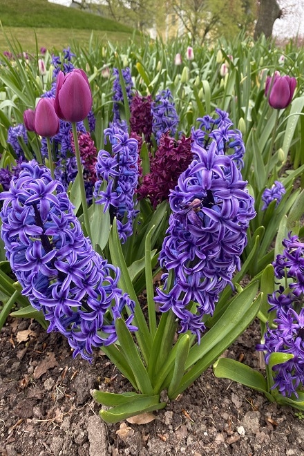 Purple Hyacinths at the tulip festival at Gavnø Slot in Denmark