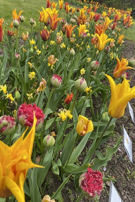 Red Qatar, Yellow Bastia and Orange Vendee Globe Tulips in Denmark