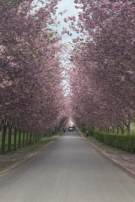 the row of Sakura trees at the entrance to the Gavnø Slot Castle in Denmark