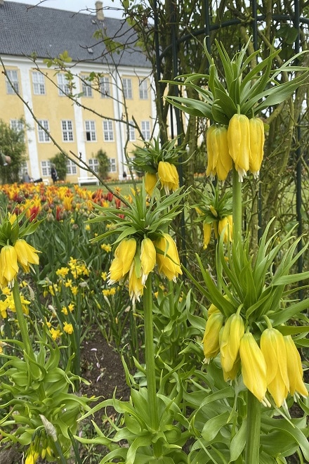 Yellow Imperial Crown Flowers in Denmark at Gavnø Slot